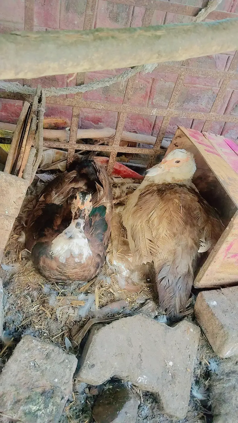 Mashallah females Eggs  deti ha — photo 2