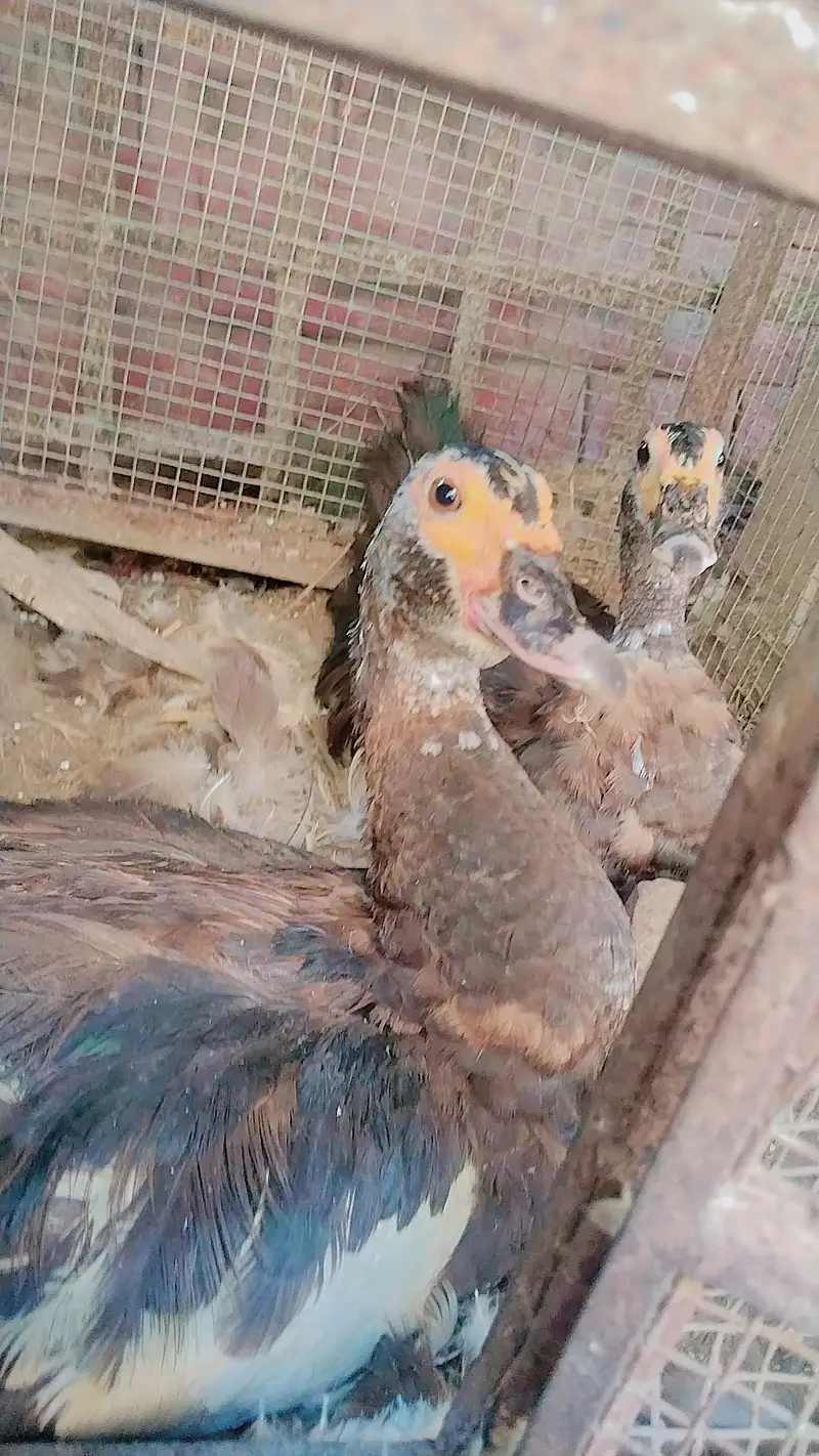 Mashallah females Eggs  deti ha — photo 3