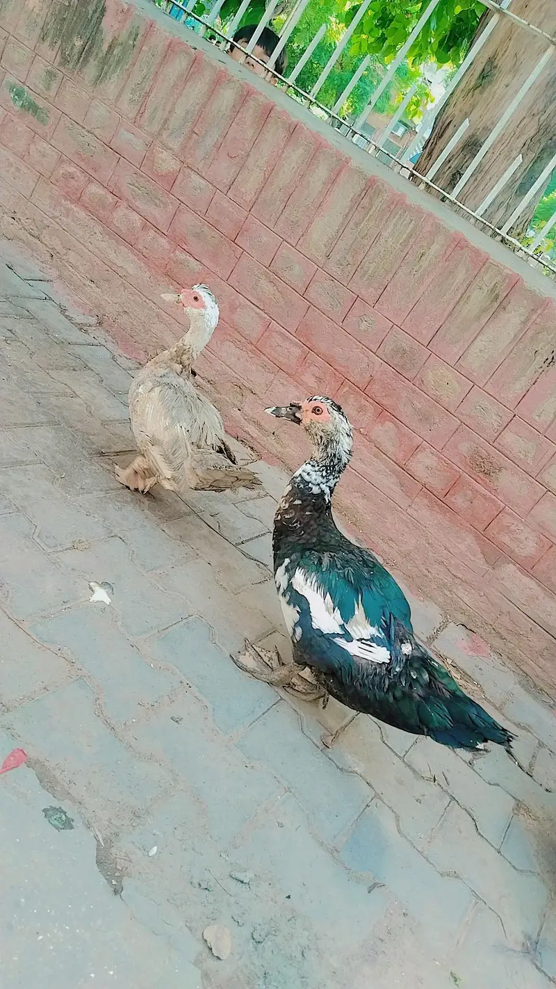 Mashallah females Eggs  deti ha — photo 4