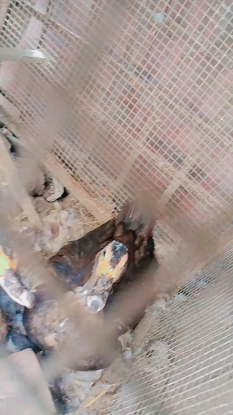 Mashallah females Eggs  deti ha — photo 5