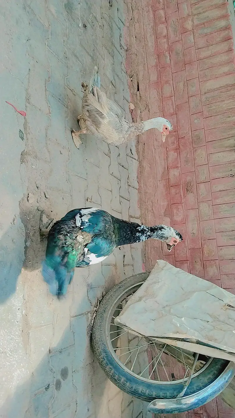 Mashallah females Eggs  deti ha — photo 6