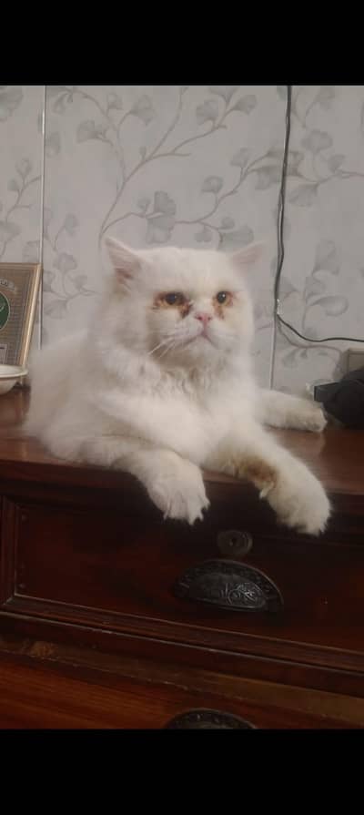 Male Cat for Mating
