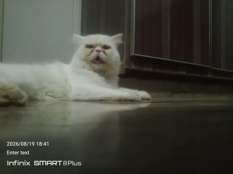 Male Cat for Mating — photo 2