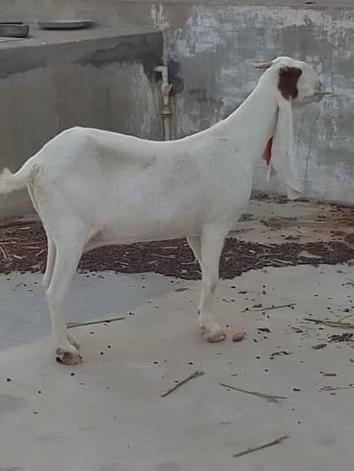 gulabi bakri hy danto me abhi 6 dant fresh hoi hy