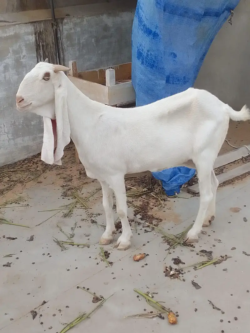 gulabi bakri hy danto me abhi 6 dant fresh hoi hy — photo 2