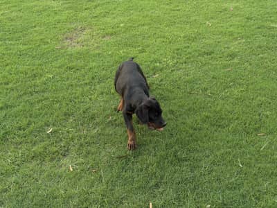 ​Purebred german Rottweiler