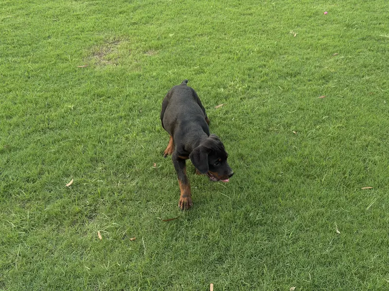 ​Purebred german Rottweiler