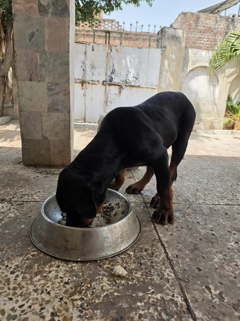 ​Purebred german Rottweiler — photo 2
