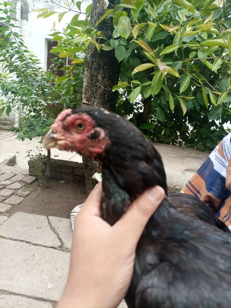 Mushki Lasani — photo 3