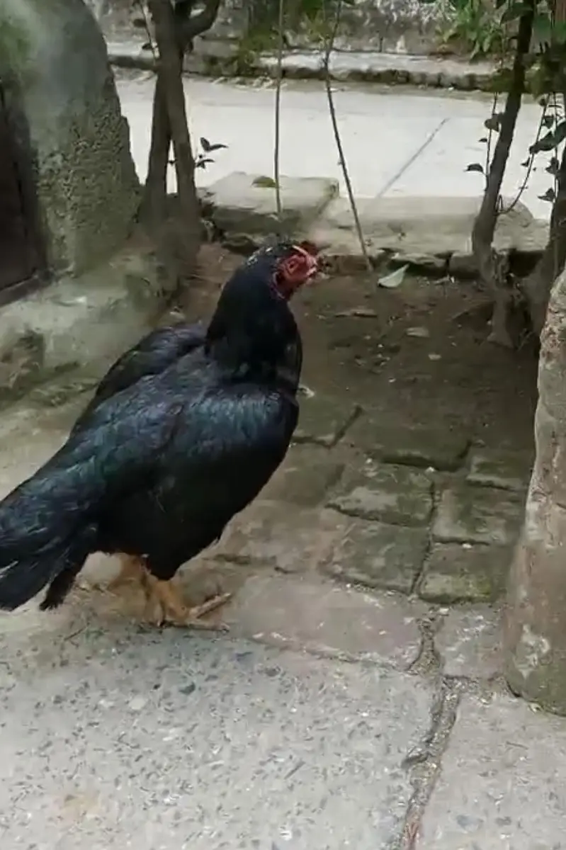 Mushki Lasani — photo 4