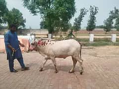 Doodh wali Cow aur Cholistani Wacchee 3