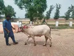 Doodh wali Cow aur Cholistani Wacchee — photo 4