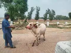 Doodh wali Cow aur Cholistani Wacchee 4