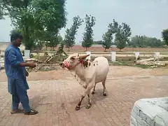 Doodh wali Cow aur Cholistani Wacchee — photo 5