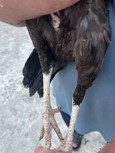 2 aseel females for sale