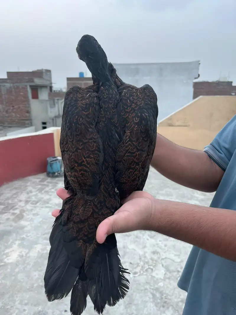 2 aseel females for sale — photo 3