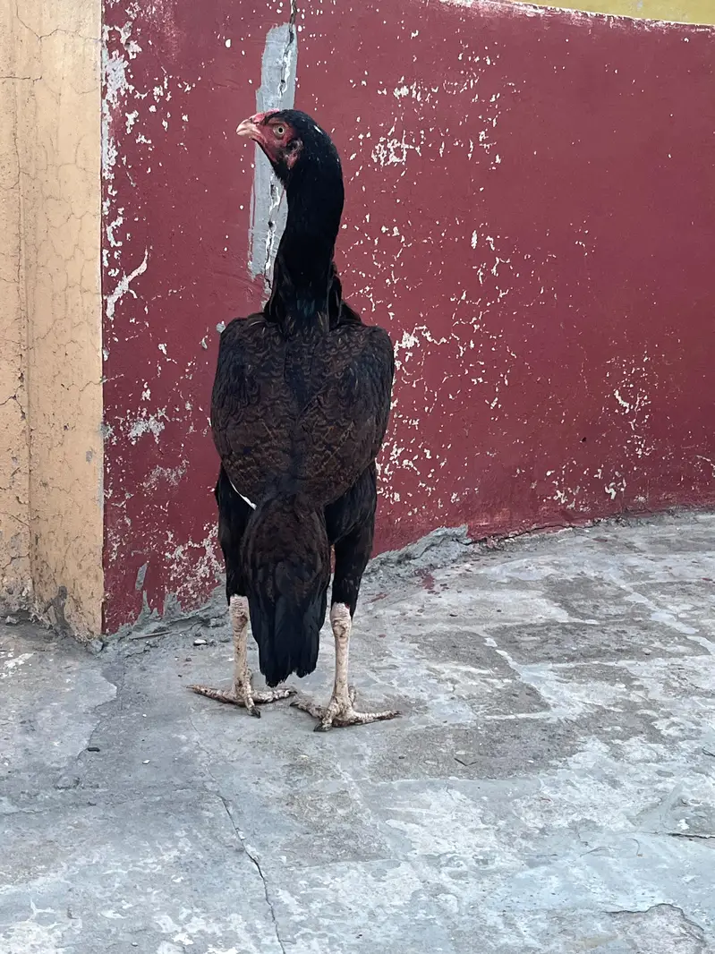 2 aseel females for sale — photo 4