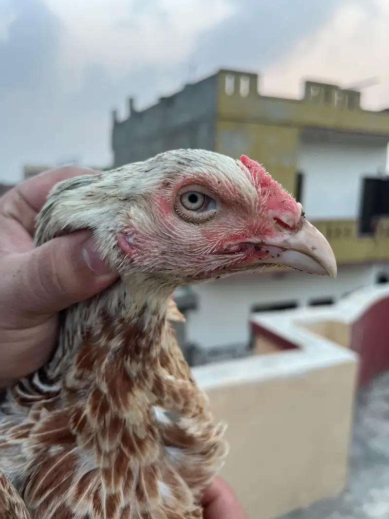 2 aseel females for sale — photo 5