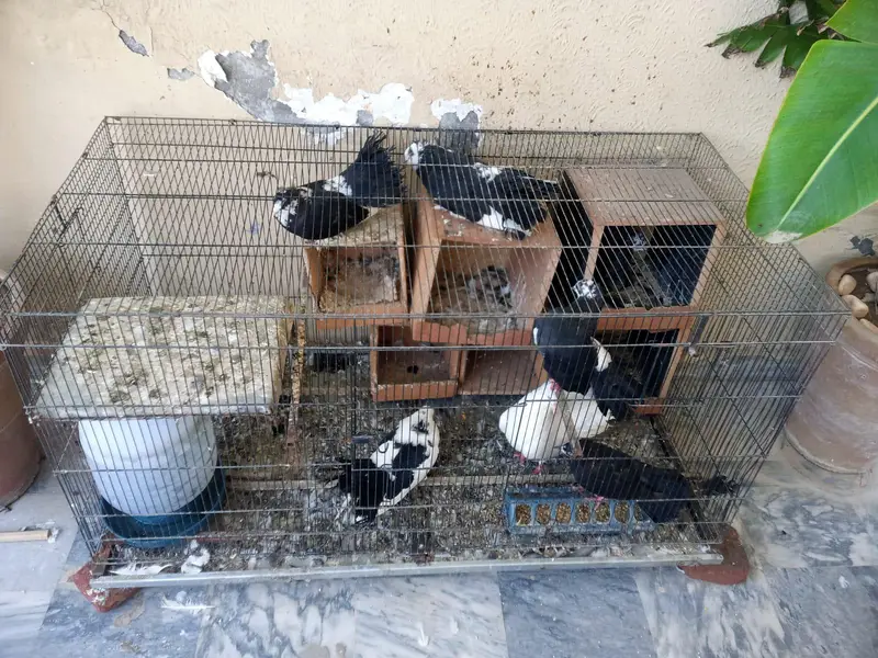 Healty Lucky Breeder Pigeons with Cage Sale — photo 3