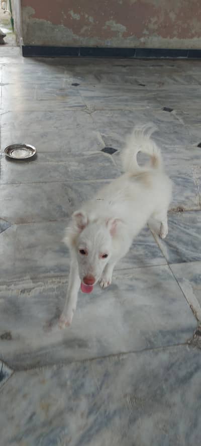 urgent for sell