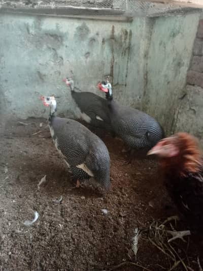 3 long neck duck and 2 Mug Duck 3 tetriyan