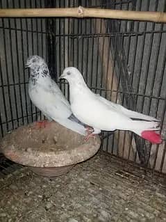 Low Flyer  Pair 2