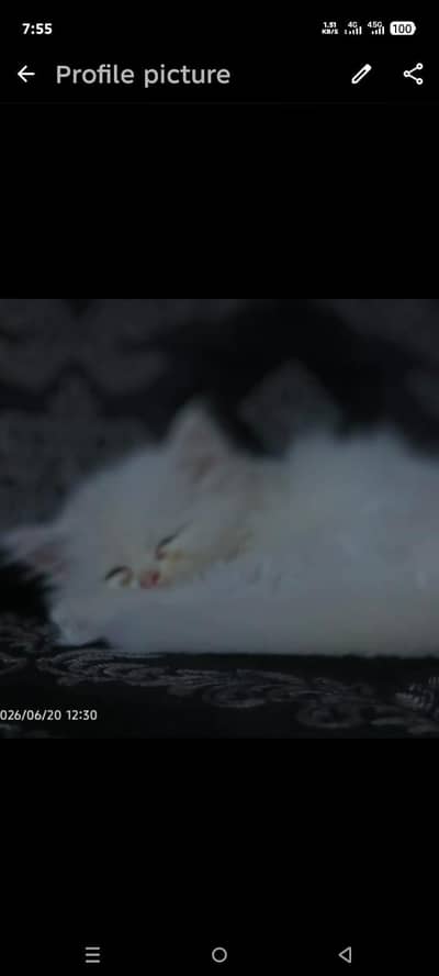 A very beautiful Kitten with with White hairs and double coated fur of