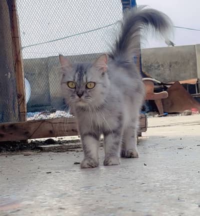 Persian female breeder