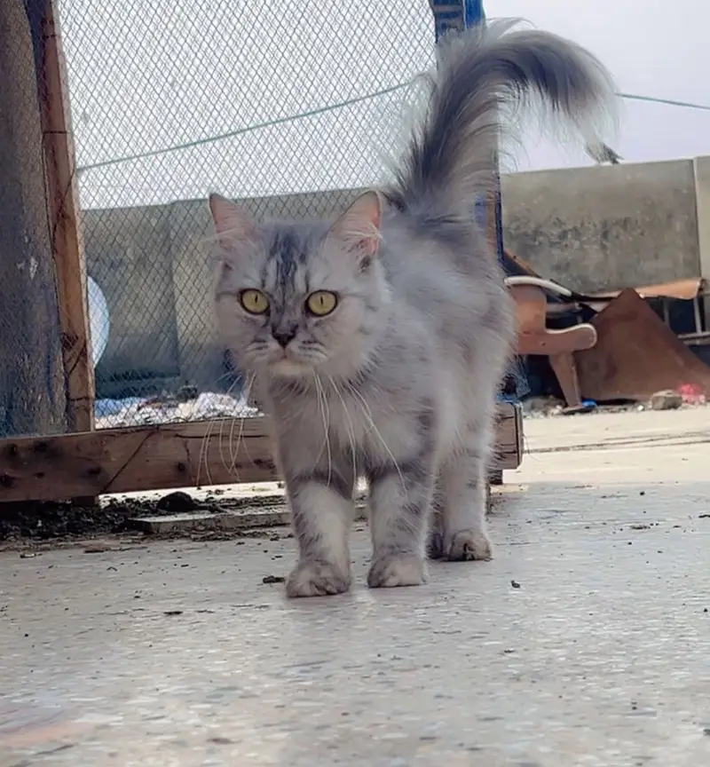 Persian female breeder