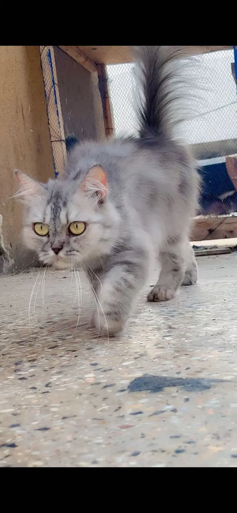 Persian female breeder — photo 2