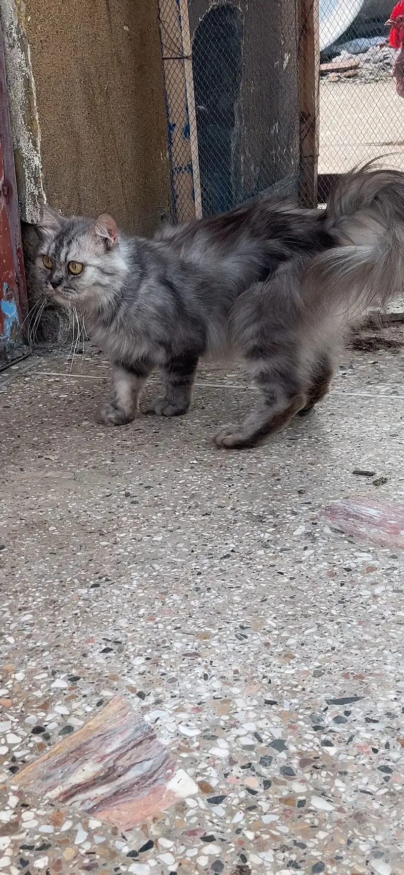 Persian female breeder — photo 3