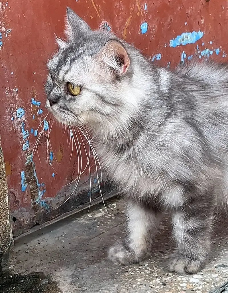 Persian female breeder — photo 4