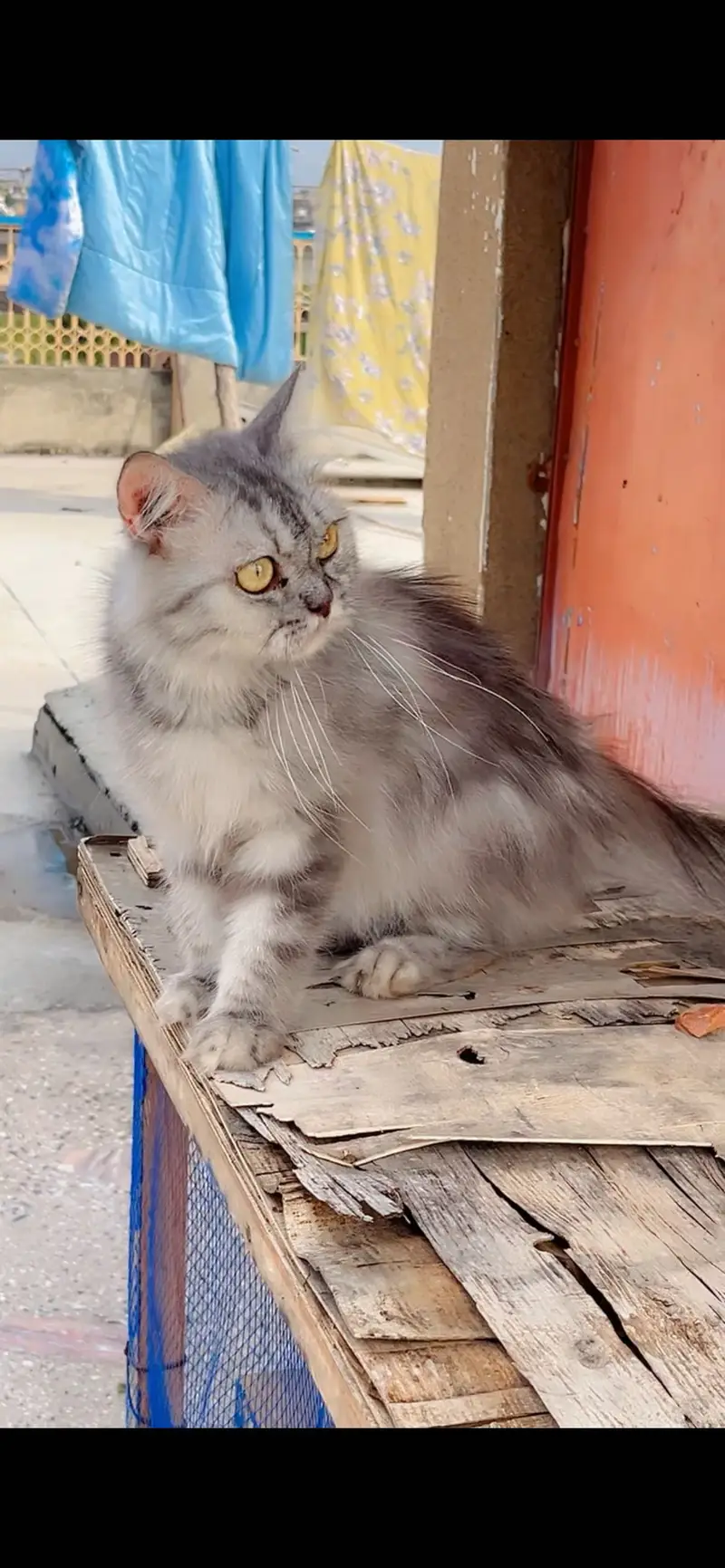 Persian female breeder — photo 5