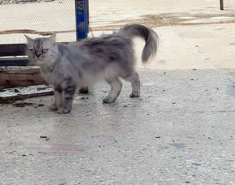 Persian female breeder — photo 6