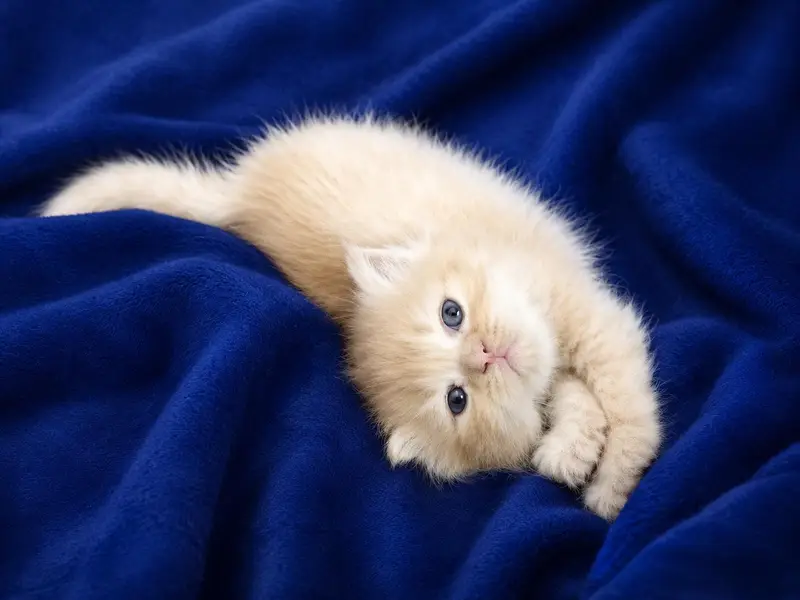 persion kittens for sale