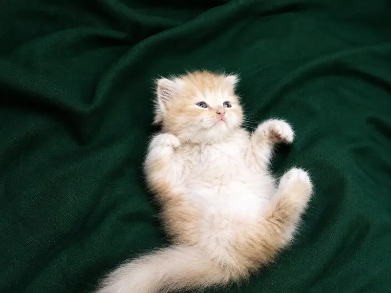 persion kittens for sale — photo 2