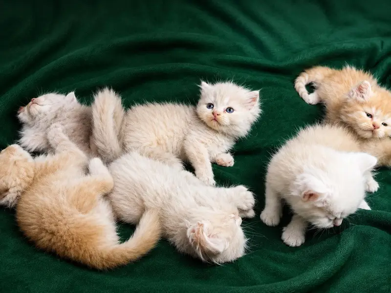 persion kittens for sale — photo 3