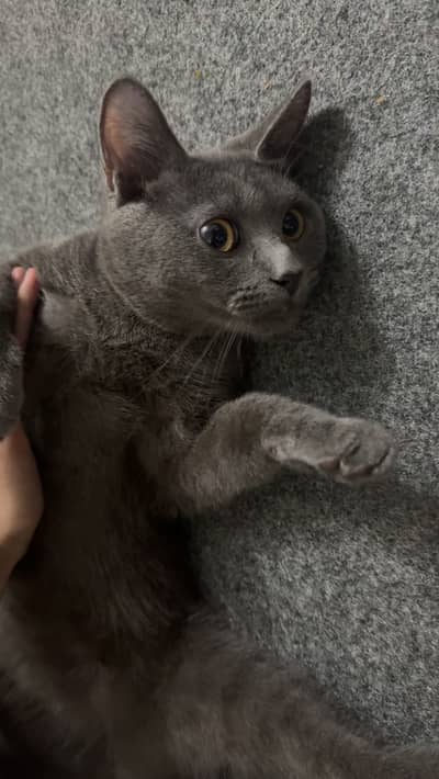 BRITISH SHORT HAIR KITTEN