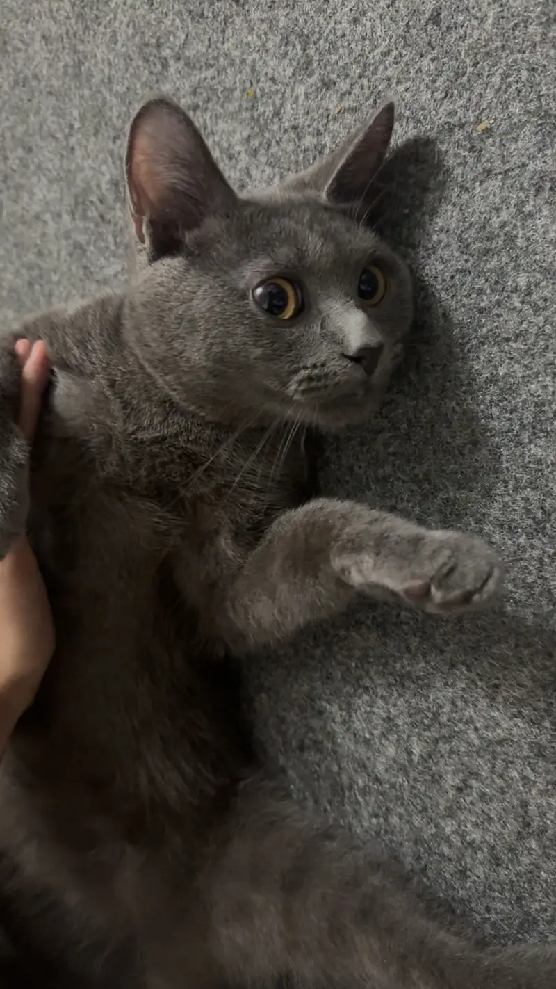 BRITISH SHORT HAIR KITTEN