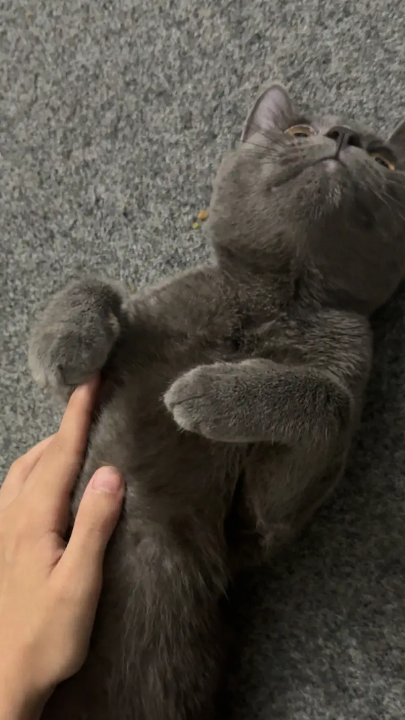 BRITISH SHORT HAIR KITTEN — photo 2
