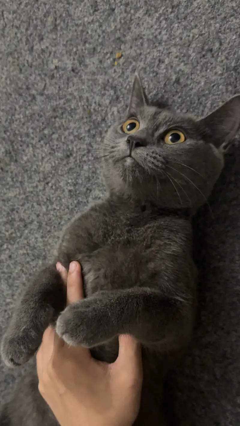 BRITISH SHORT HAIR KITTEN — photo 3
