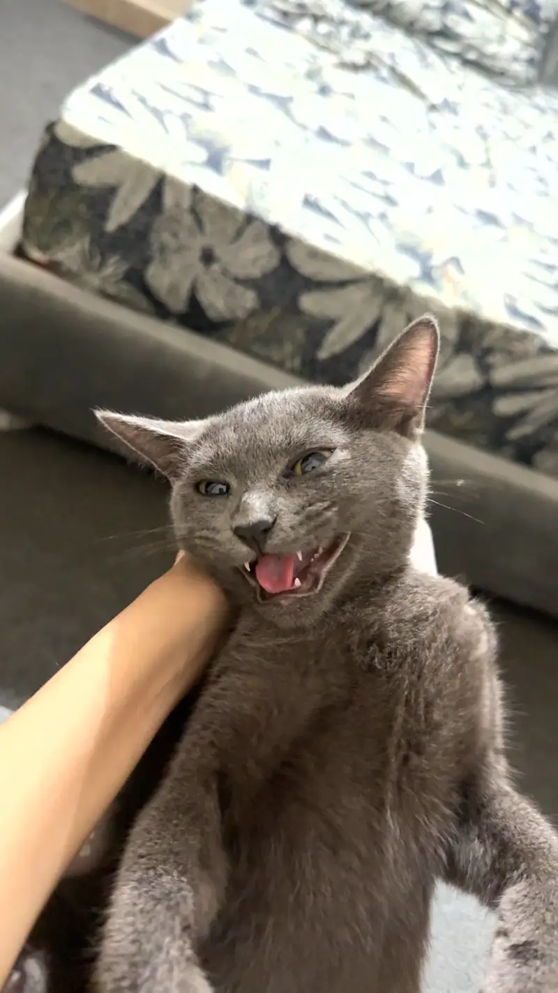 BRITISH SHORT HAIR KITTEN — photo 4