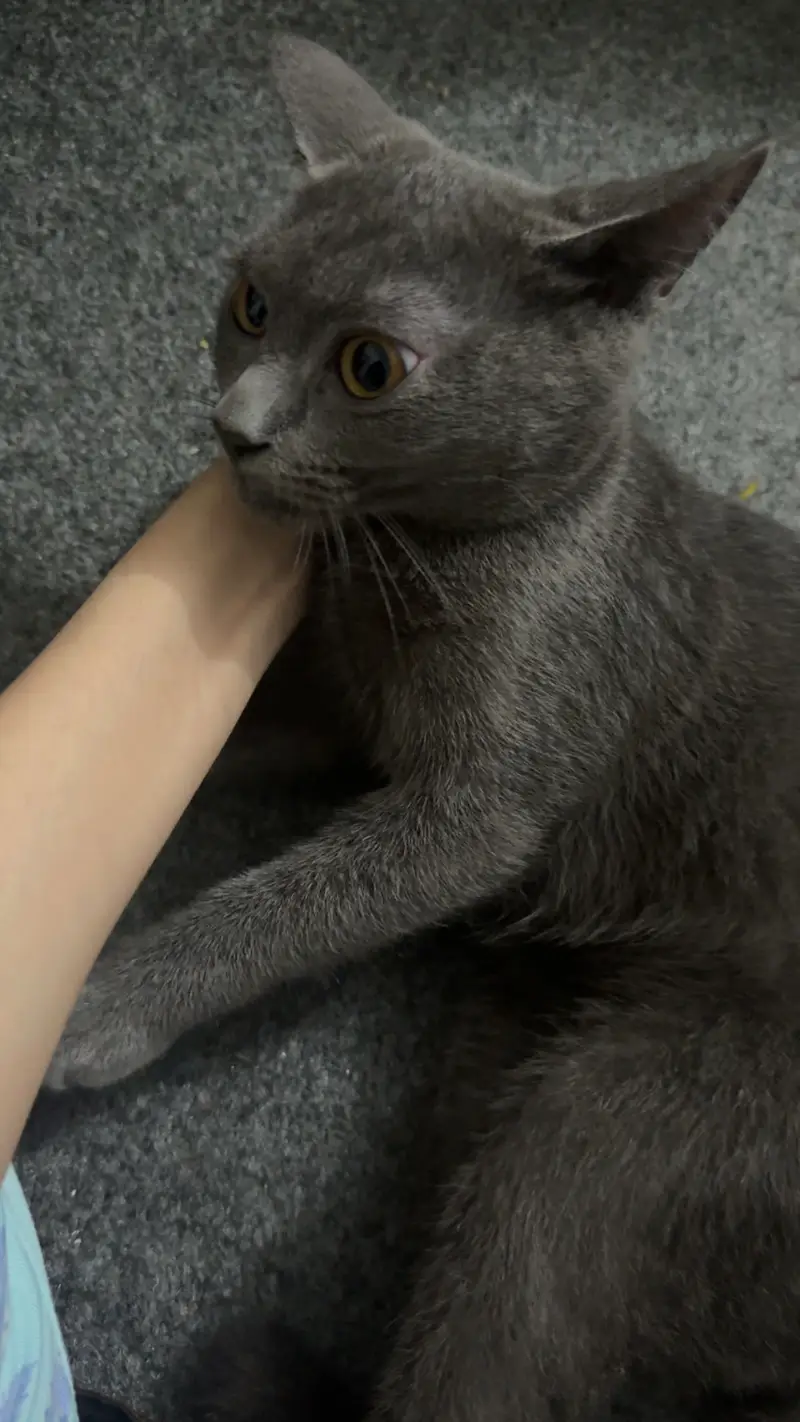BRITISH SHORT HAIR KITTEN — photo 5