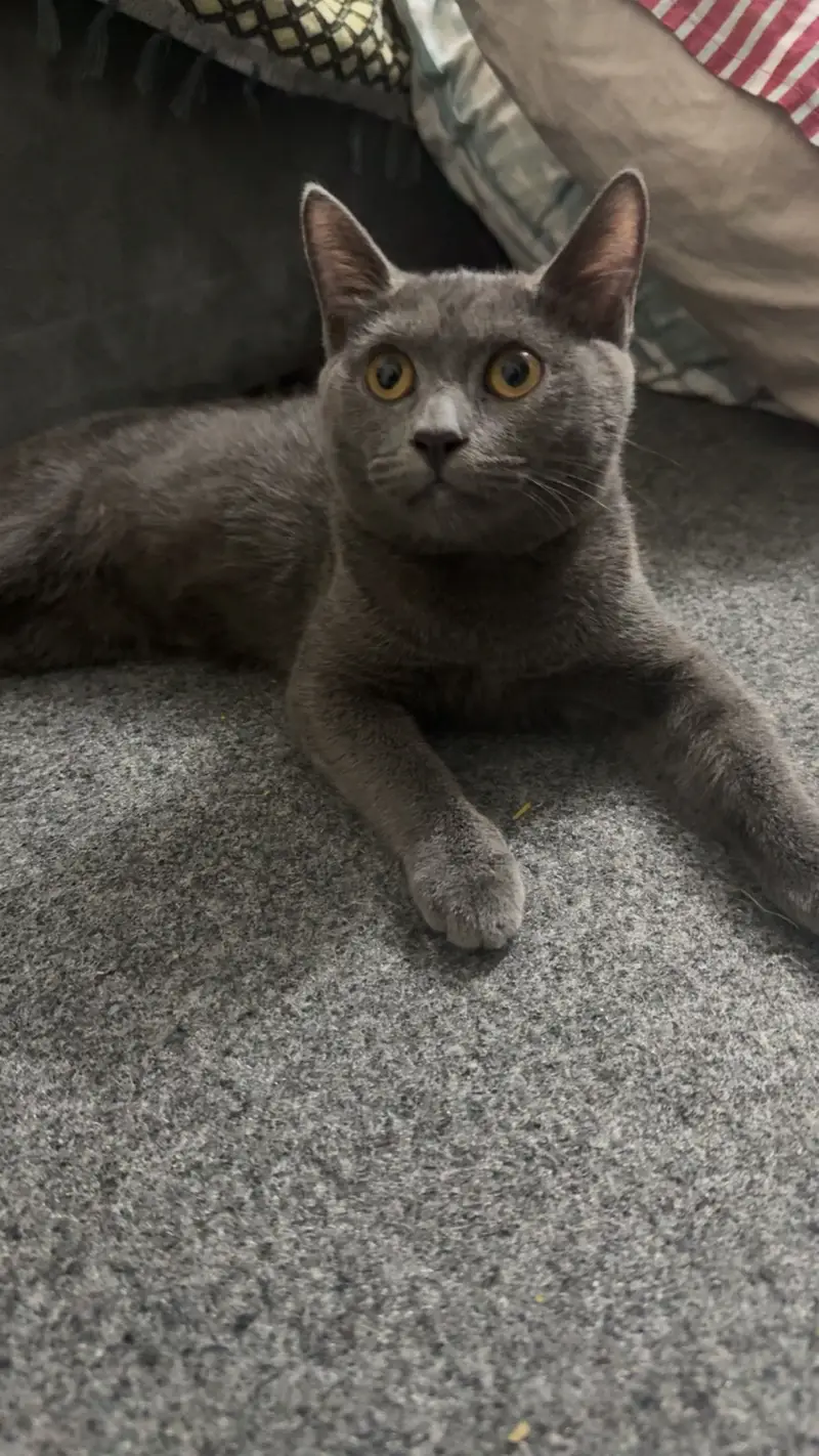 BRITISH SHORT HAIR KITTEN — photo 6