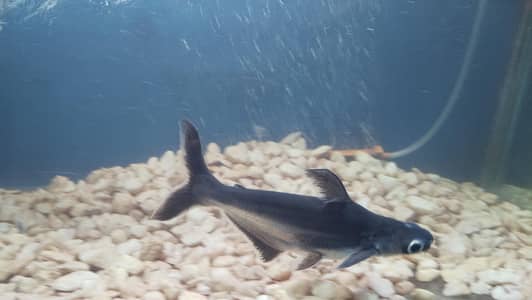 Blue Line Shark