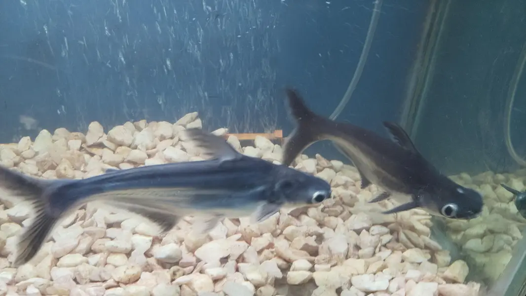 Blue Line Shark — photo 2
