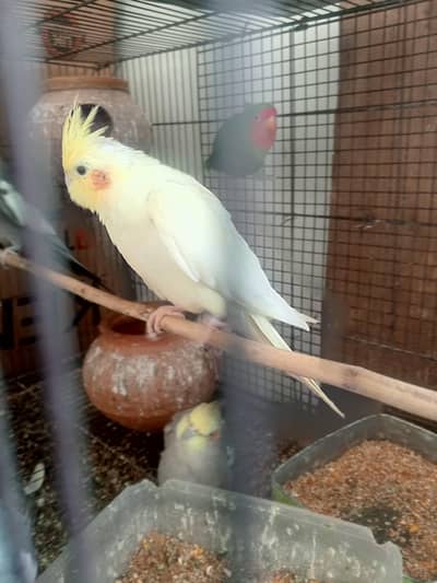 Cocktail pair for sale (breeder)