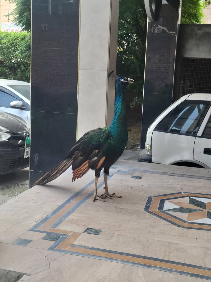 خالص بلیک شولڈر مور برائے فروخت 0