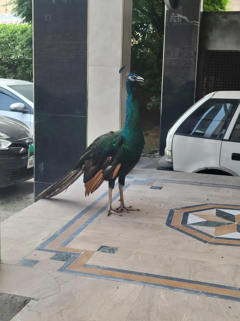 خالص بلیک شولڈر مور برائے فروخت — photo 2