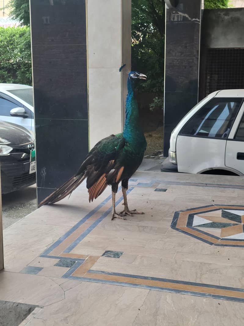خالص بلیک شولڈر مور برائے فروخت 6